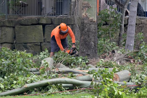  , USA Tree Removal Pros